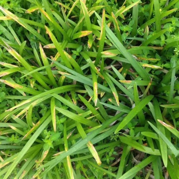 麦冬树苗/麦冬种苗/林木种苗/绿树林木/种苗/绿化植物