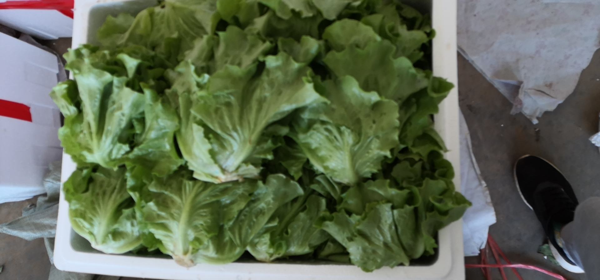 展示一款精致的绿散叶生菜即食包装盒,内含洗净切好的叶片,外包装印有产品名称和营养成分表 绿散叶生菜即食包装示意图