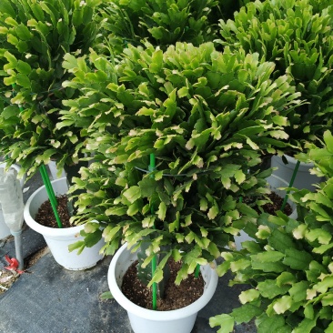 锦上添花