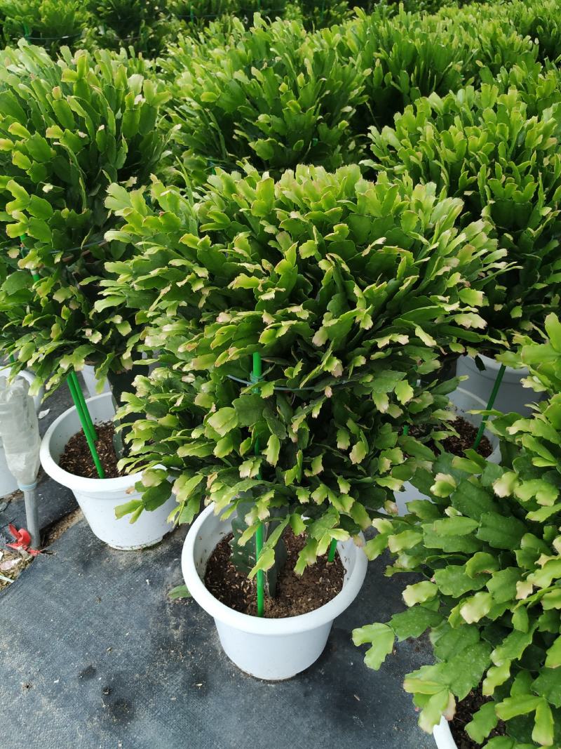 锦上添花