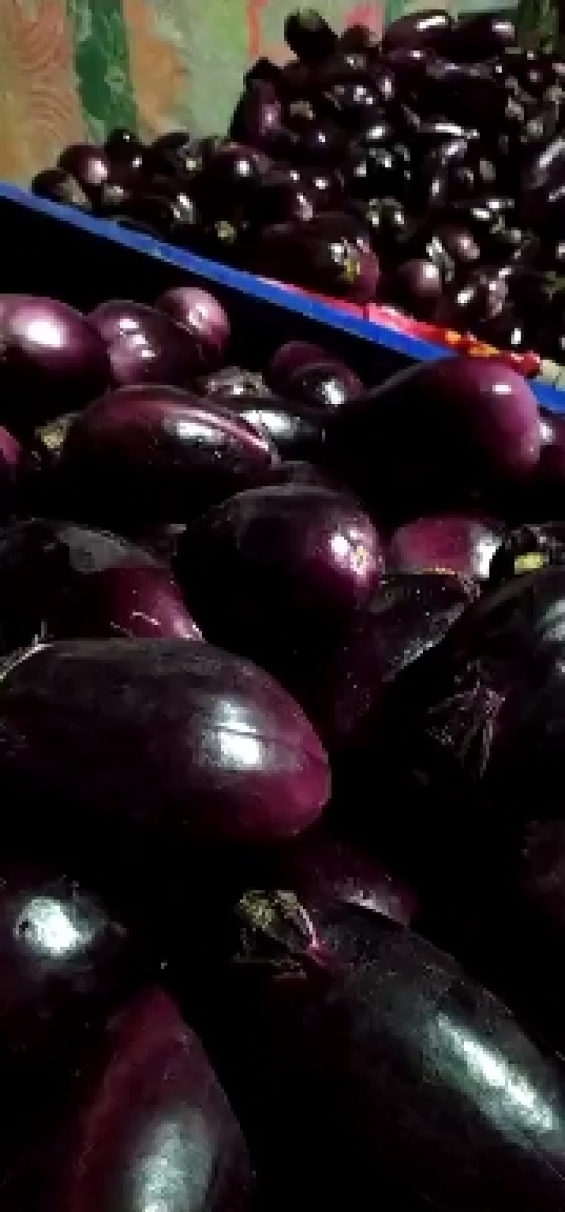 陕西精品茄子长茄子货源充足量大从优价格合理