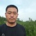 白皮松21杯子营养钵70公分80公分一米量大批发