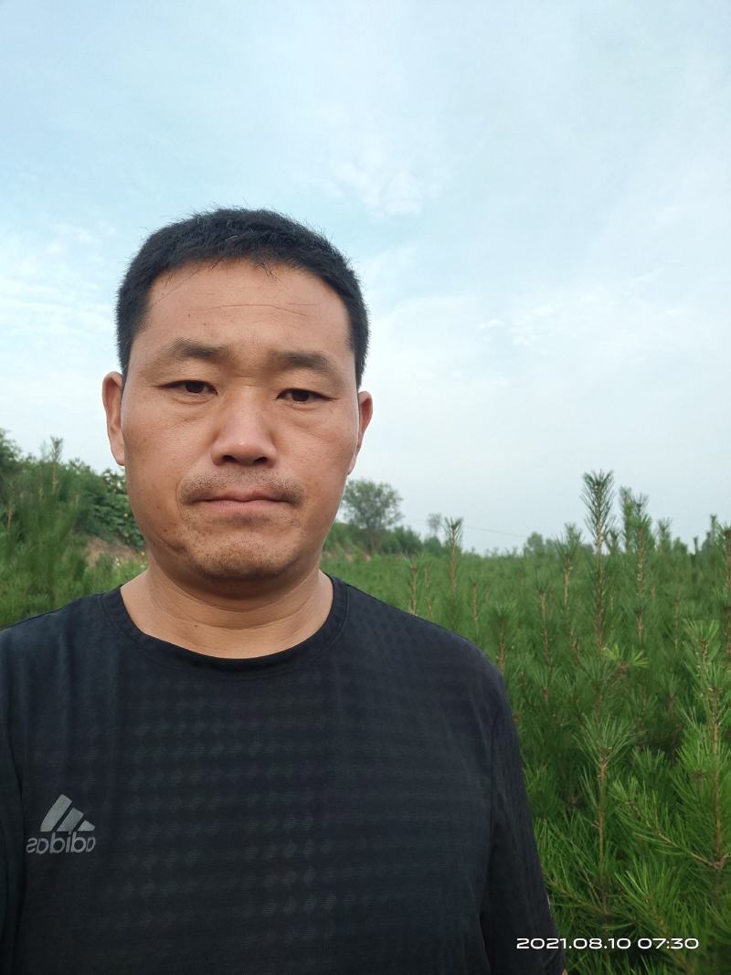 白皮松21杯子营养钵70公分80公分一米量大批发