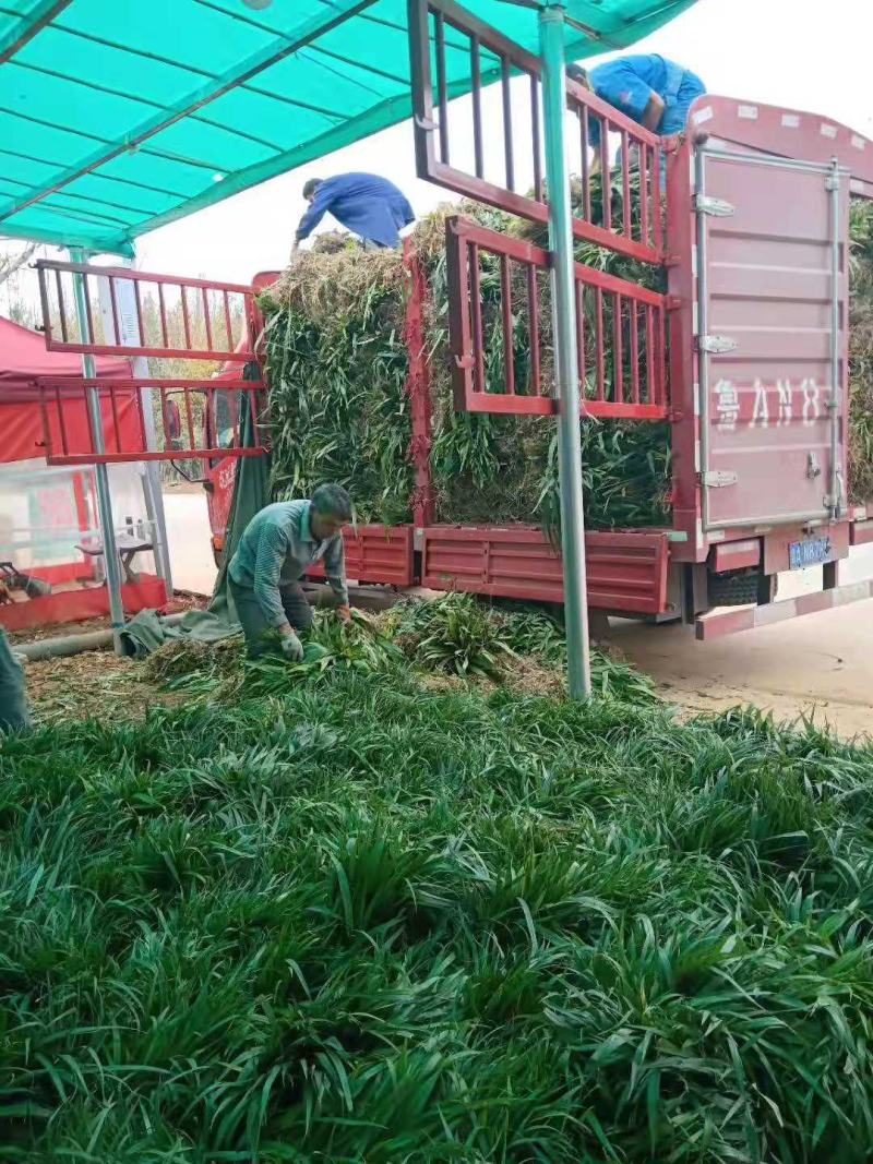麦冬树苗/乔灌木/绿化苗木/原生态树苗/林木种苗/树苗