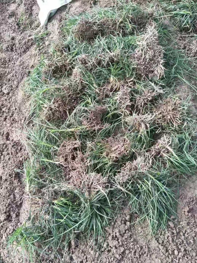 麦冬树苗/乔灌木/绿化苗木/原生态树苗/林木种苗/树苗
