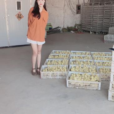 三花与泰州杂交鹅苗，一千只免费搭建脱温棚，前期送开口料