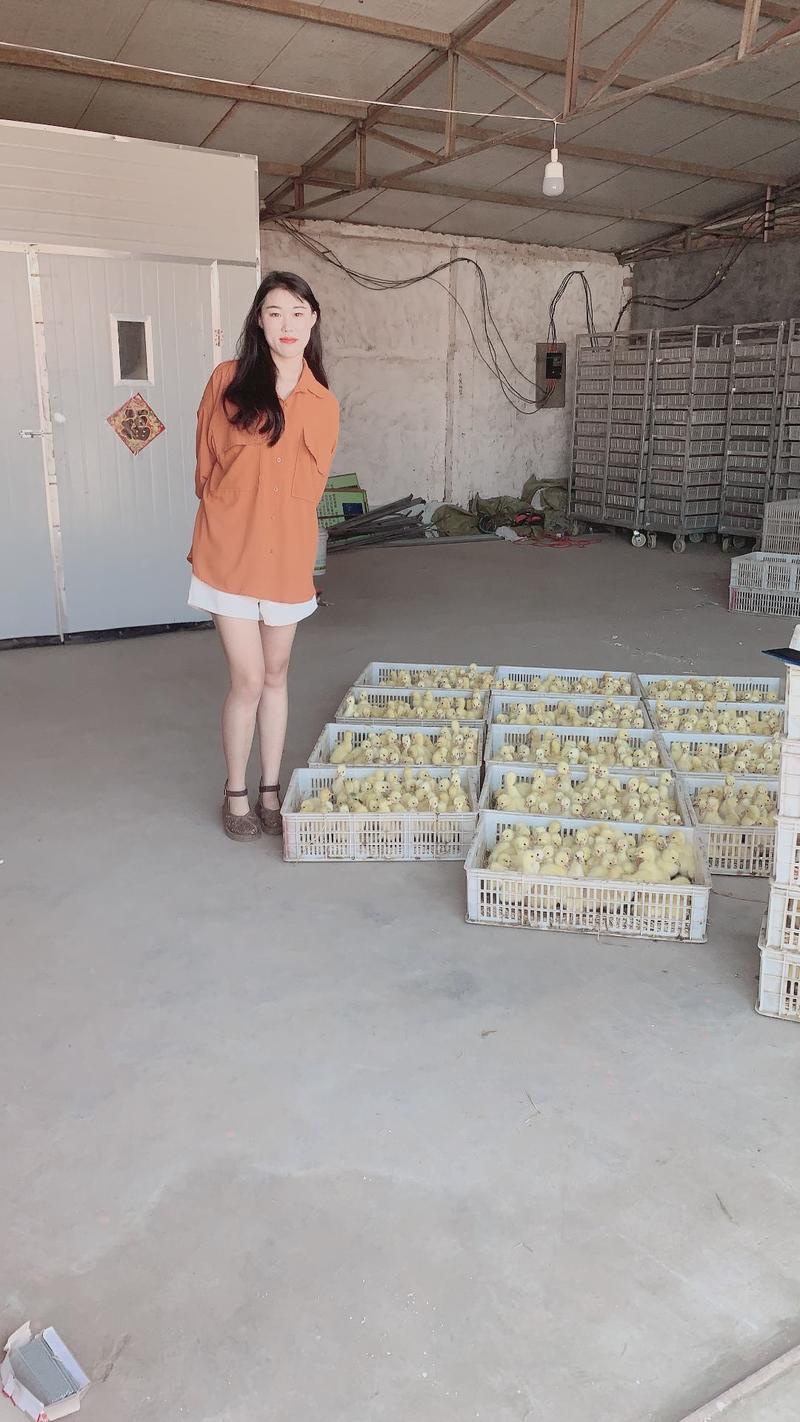 三花与泰州杂交鹅苗，一千只免费搭建脱温棚，前期送开口料