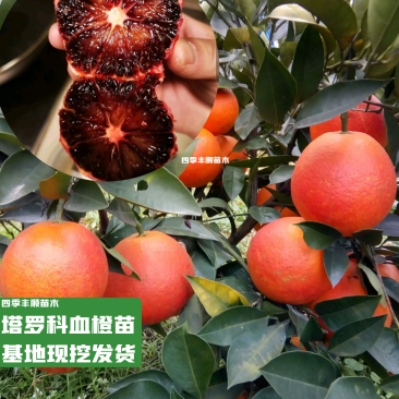 【原产地】血橙苗塔罗科血橙苗晚熟血橙八号苗现挖