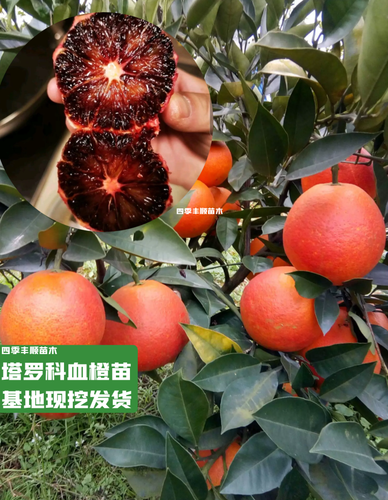 【原产地】血橙苗塔罗科血橙苗晚熟血橙八号苗现挖