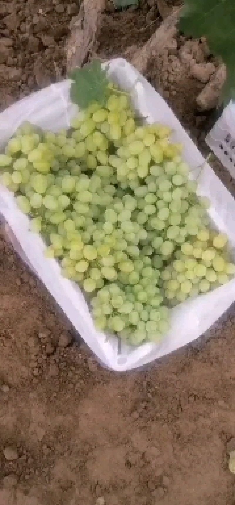 维多利亚葡萄