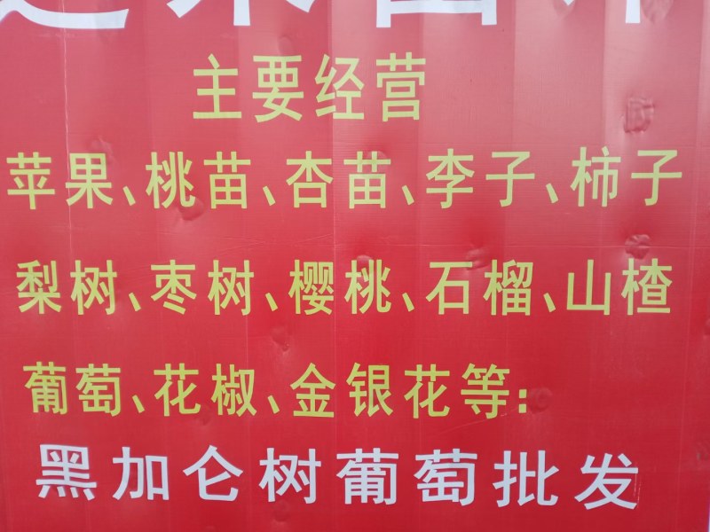 龙须枣盘龙枣树苗龙枣龙爪枣嫁接成品苗龙游枣果树苗珍奇品种