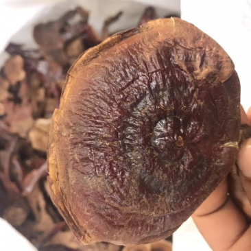 长腿小金边灵芝