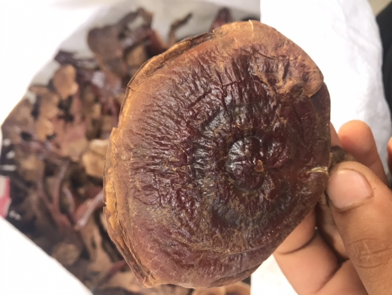 长腿小金边灵芝