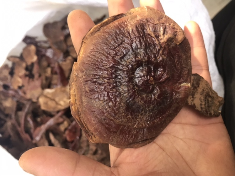 长腿小金边灵芝