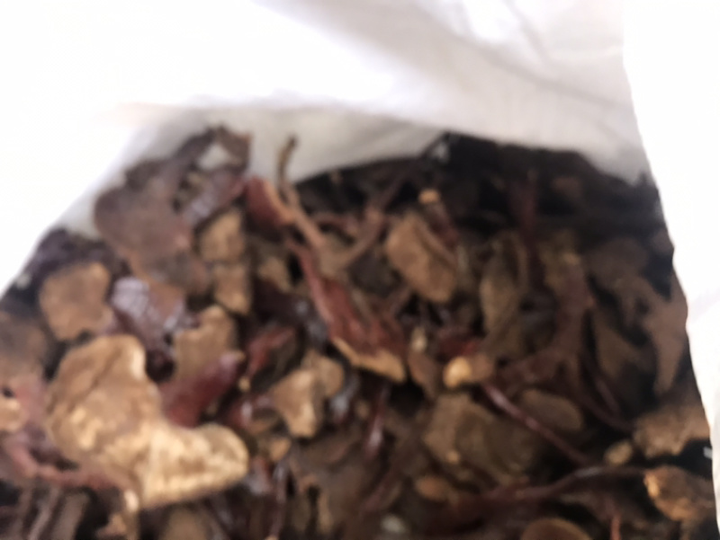长腿小金边灵芝