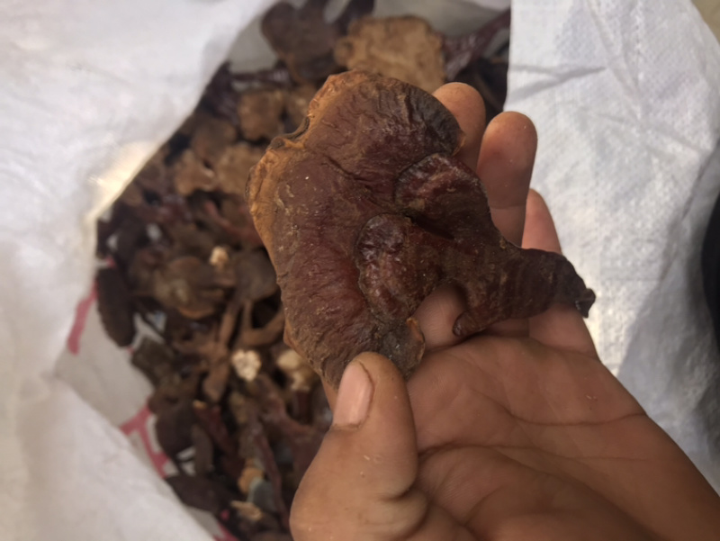 长腿小金边灵芝