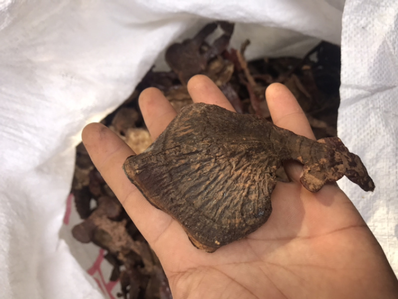 长腿小金边灵芝