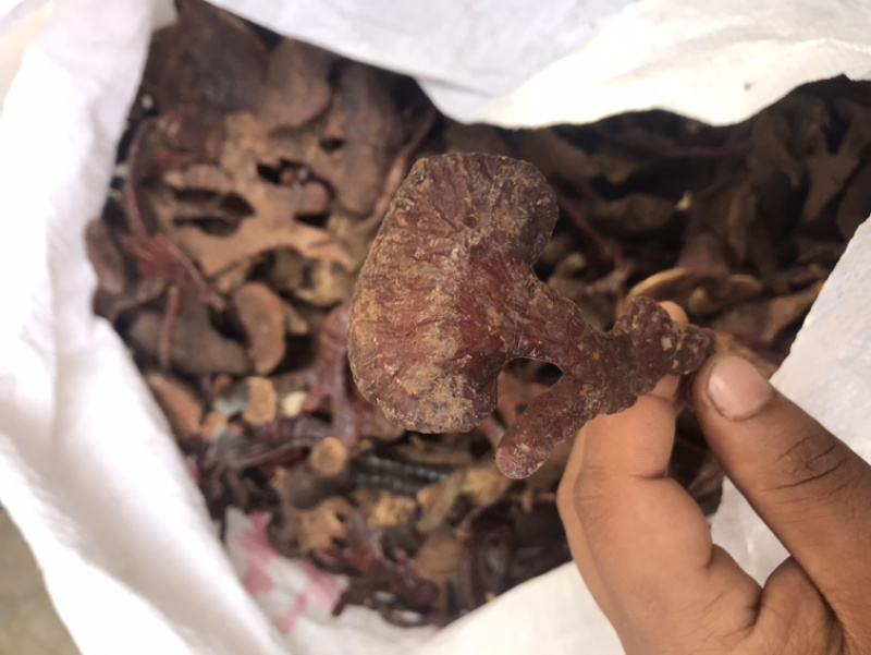 长腿小金边灵芝