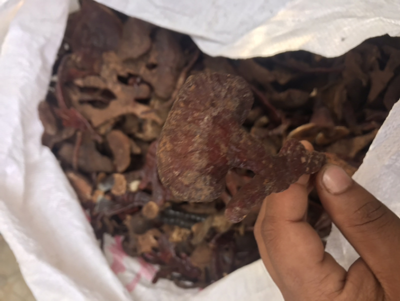 长腿小金边灵芝