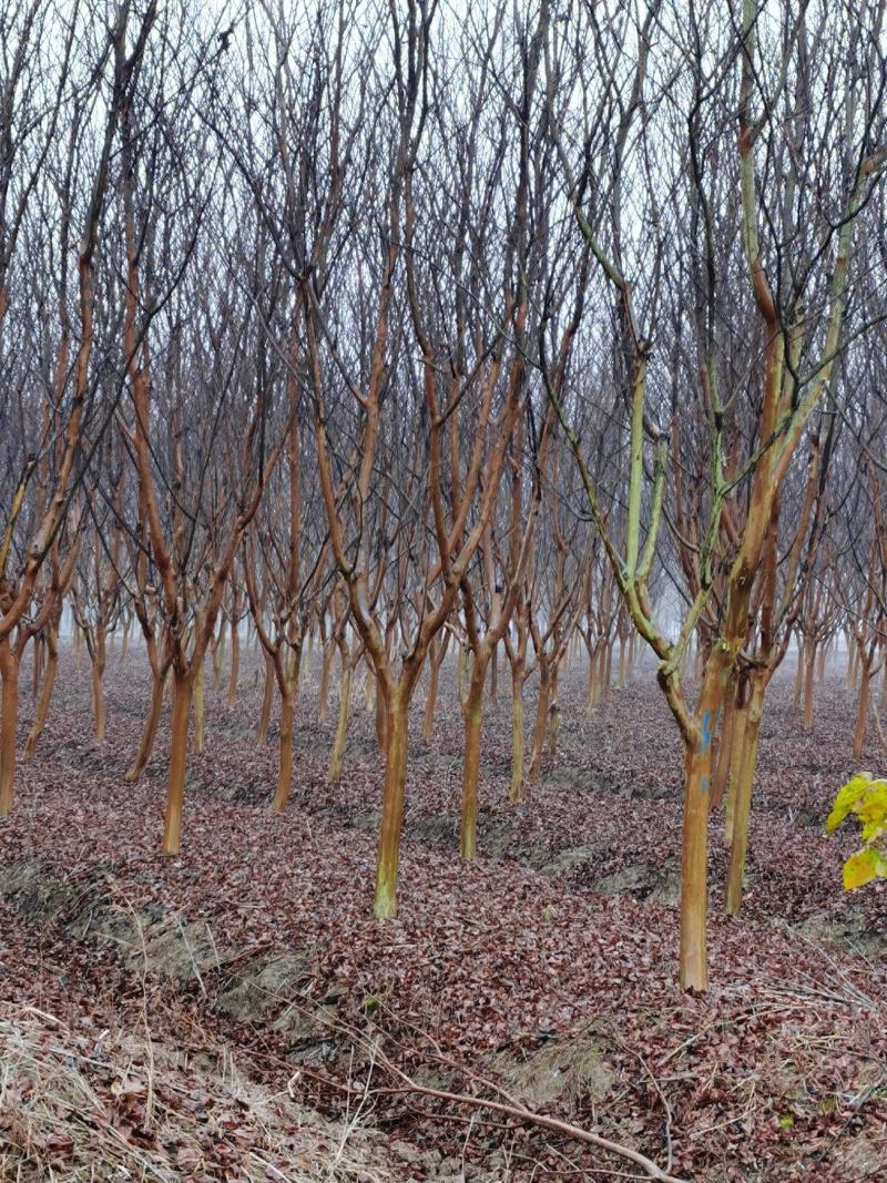 紫薇占地紫薇规格齐全紫薇产地可以实地看苗
