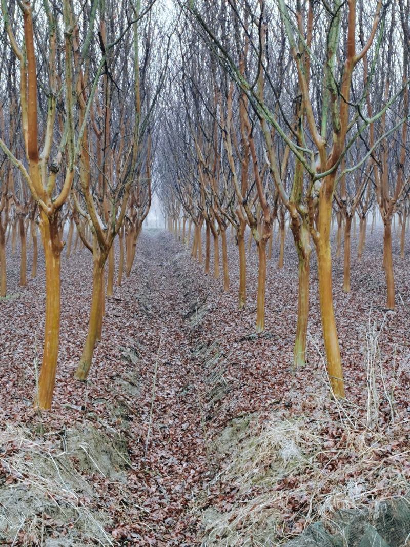 紫薇占地紫薇规格齐全紫薇产地可以实地看苗