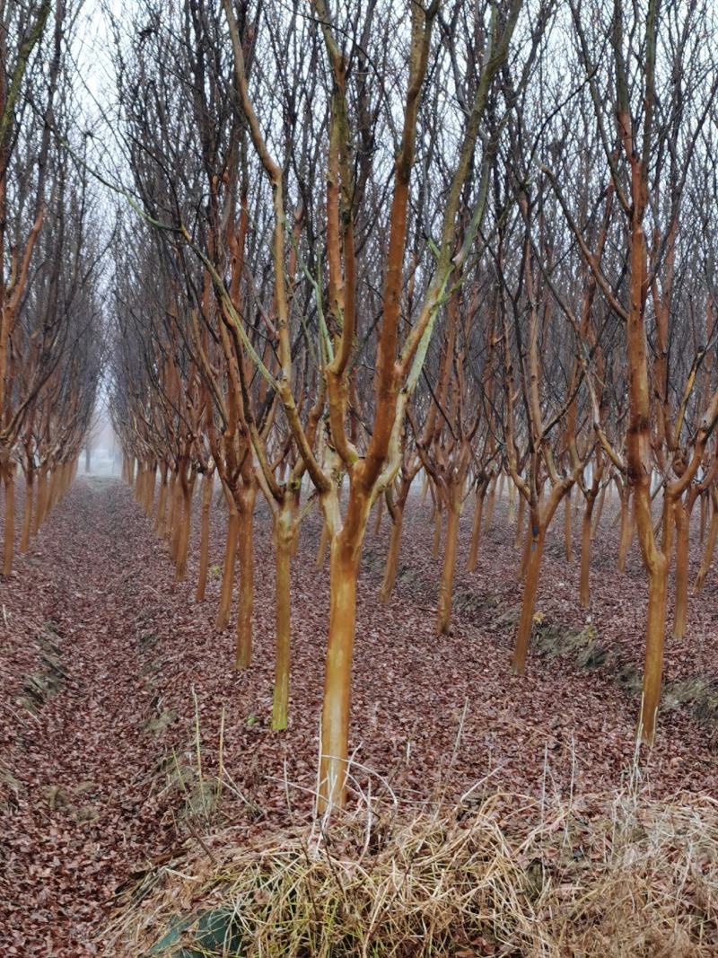 紫薇占地紫薇规格齐全紫薇产地可以实地看苗