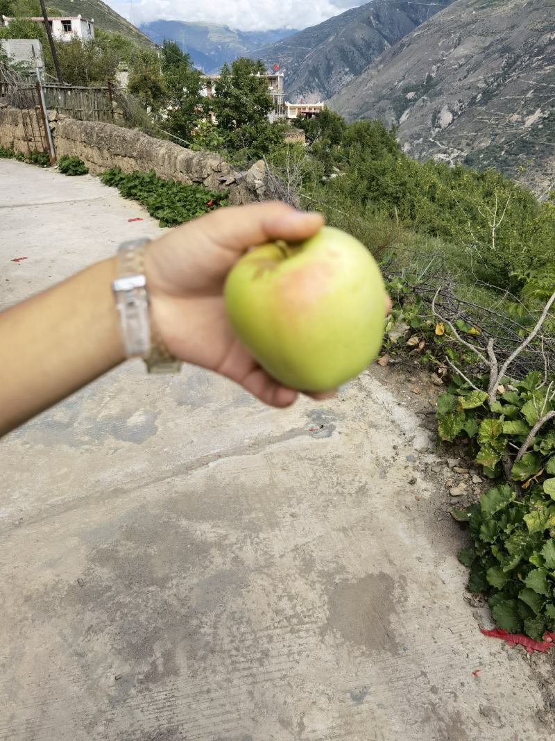 小金金冠苹果