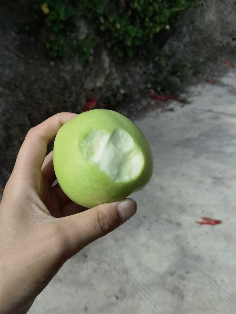 小金金冠苹果