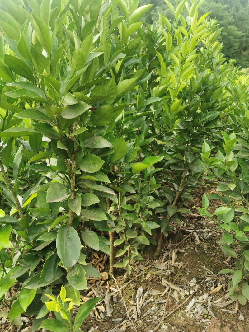 【原产地】血橙苗塔罗科血橙苗晚熟血橙八号苗现挖