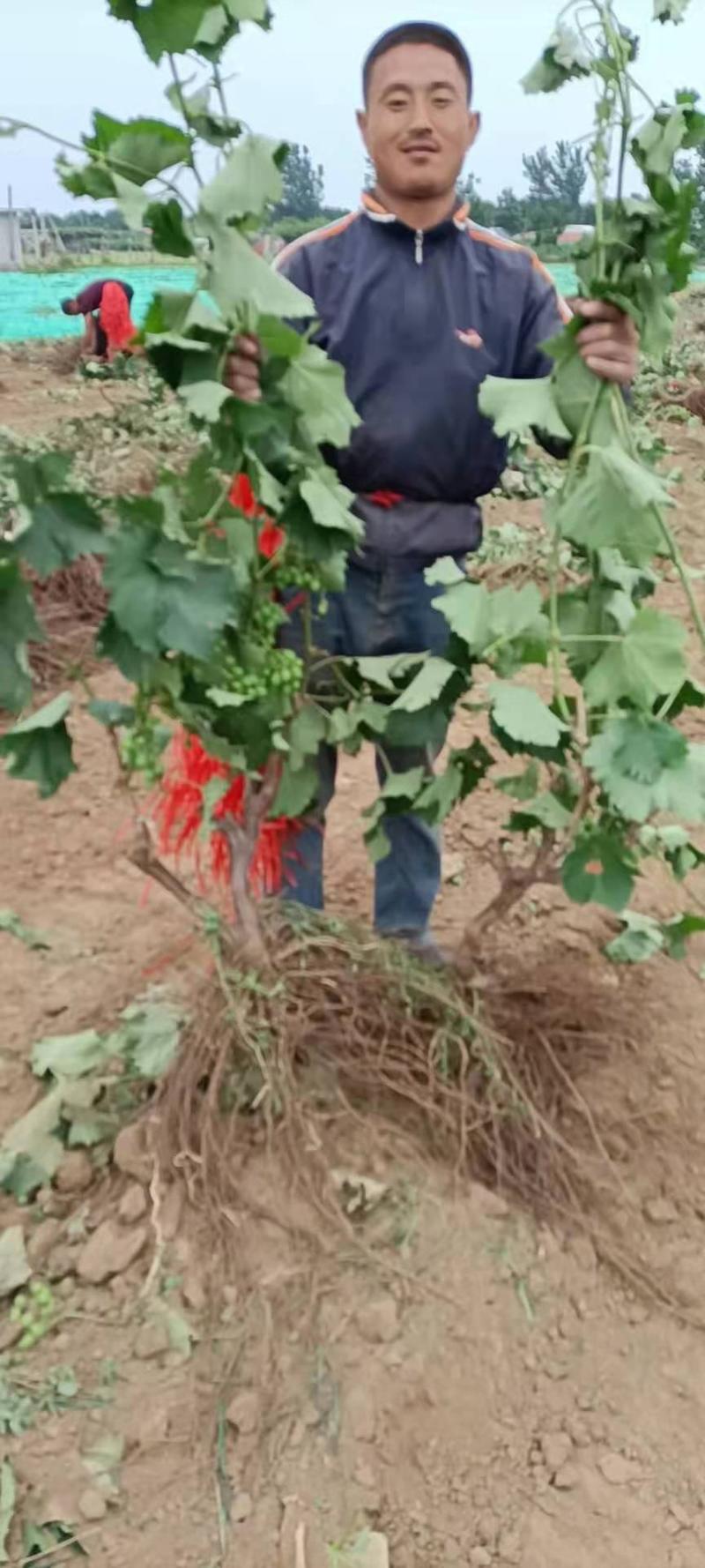 【优选】清苑阳光玫瑰葡萄苗产地直发现挖现发保质保量