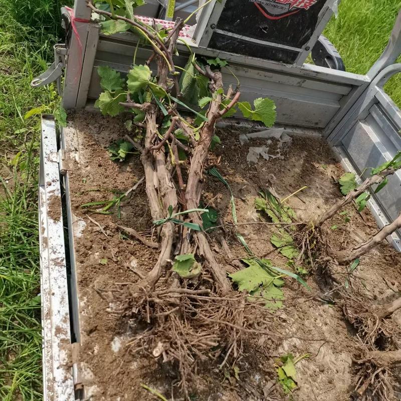 【优选】清苑阳光玫瑰葡萄苗产地直发现挖现发保质保量