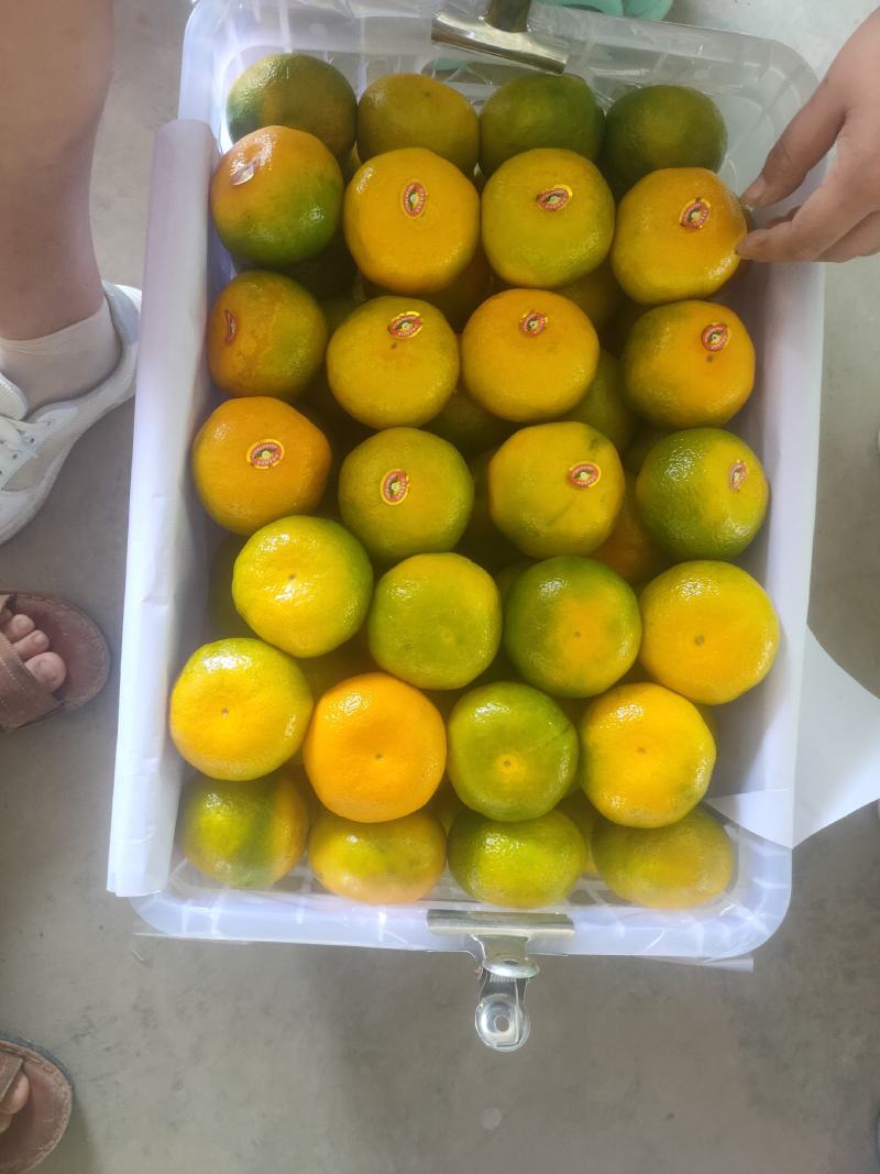 特早蜜橘普早蜜橘湖北精品柑橘大量上市货源充足可视频看货