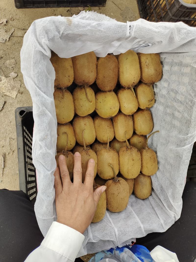 南阳优质猕猴桃种植基地，量大现货，专业代办，诚信为您服务