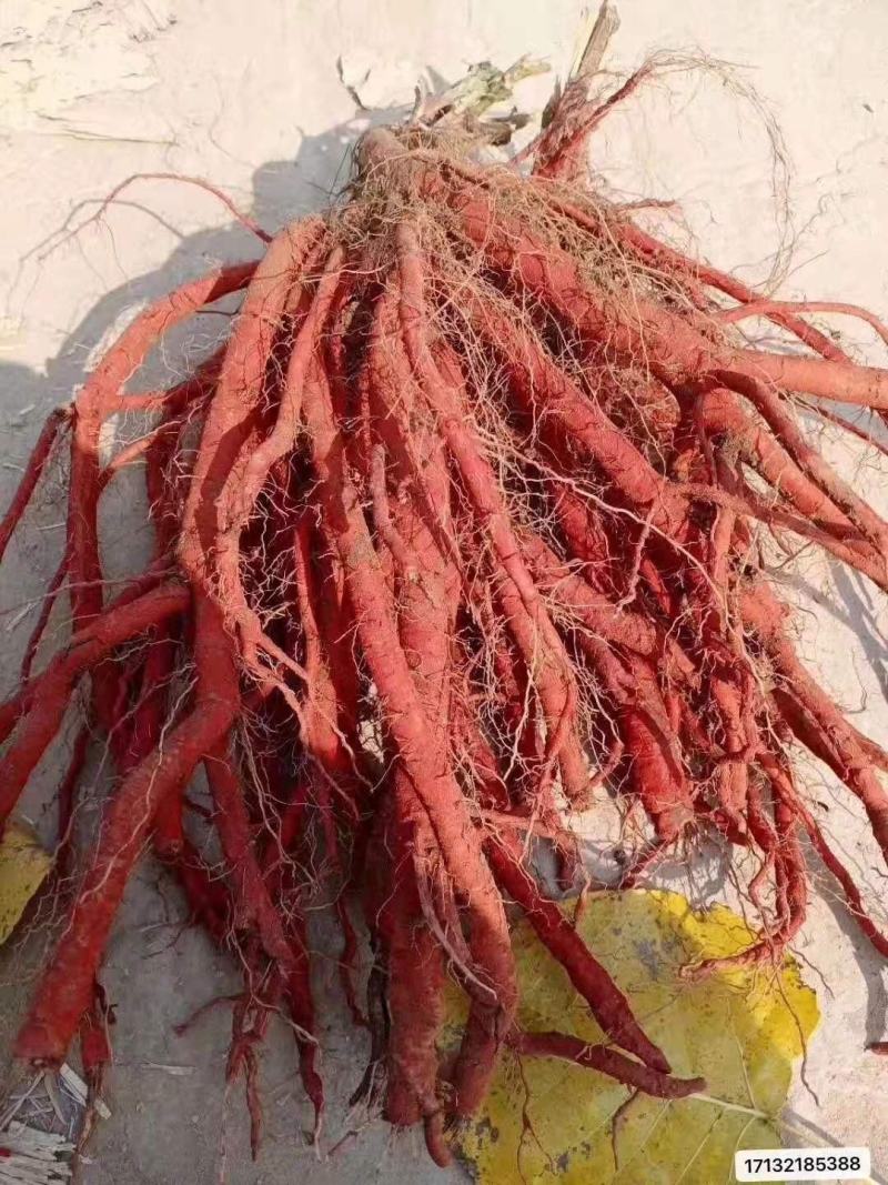 丹参苗，航天丹参苗，可提供种植技术，包成活，包质量，