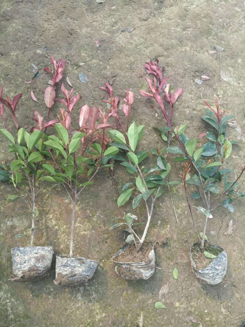 红叶石楠，红叶石楠40一60公分高度，冠幅好，枝条硬