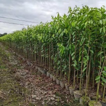 沉香/沉香树苗/种苗/苗木种苗/沉香树苗/林木种苗/树苗