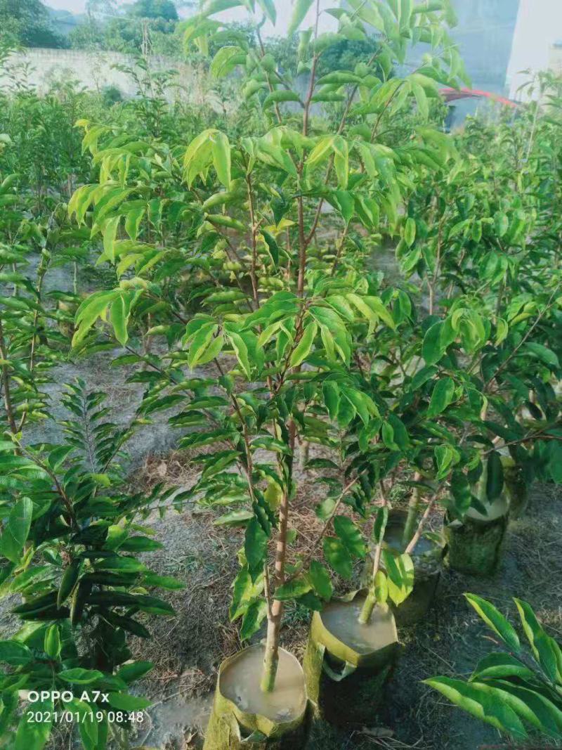 沉香/沉香树苗/种苗/苗木种苗/沉香树苗/林木种苗/树苗