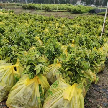 沉香/沉香树苗/种苗/苗木种苗/沉香树苗/林木种苗/树苗