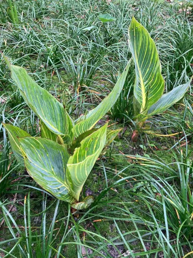 沉香/沉香树苗/种苗/苗木种苗/沉香树苗/林木种苗/树苗