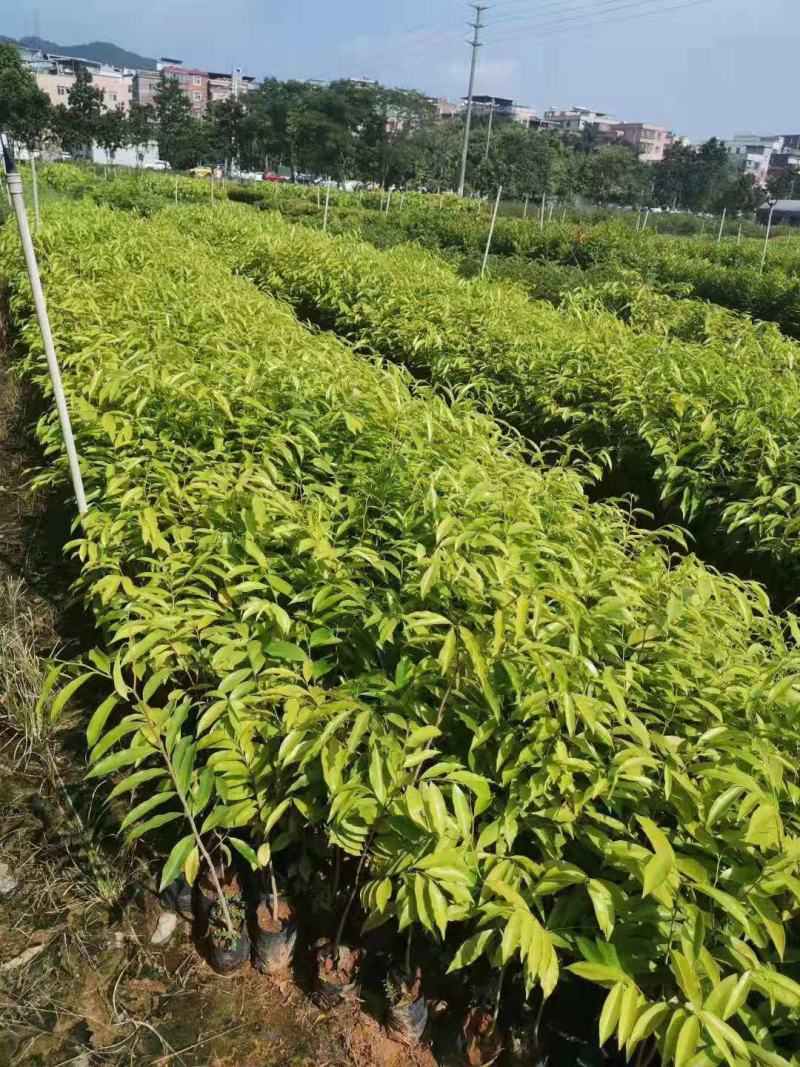 沉香/沉香树苗/种苗/苗木种苗/沉香树苗/林木种苗/树苗