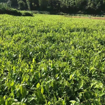 沉香/沉香树苗/种苗/苗木种苗/沉香树苗/林木种苗