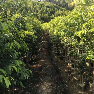 沉香/沉香树苗/种苗/苗木种苗/沉香树苗/原生态树苗