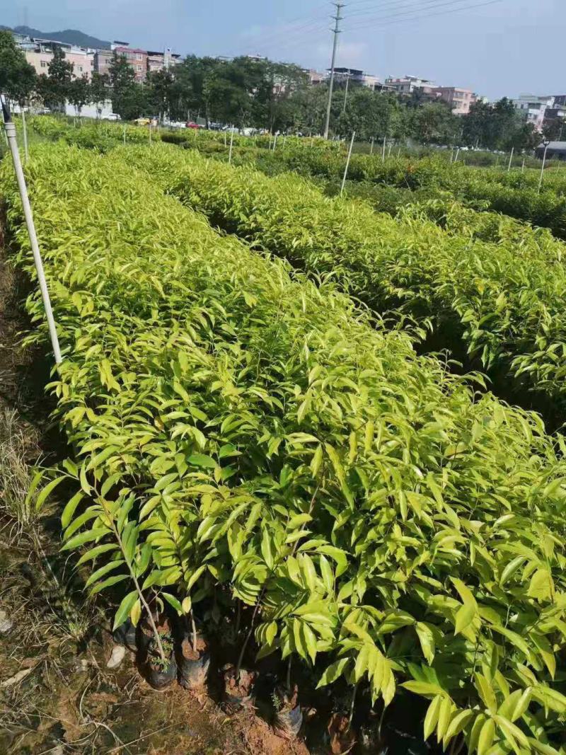 沉香树苗/种苗/苗木种苗/沉香树苗/林木种苗/原生态树苗
