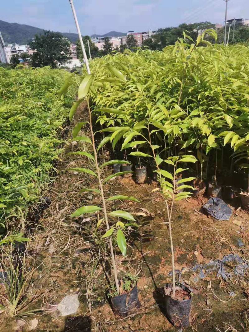 沉香树苗/种苗/苗木种苗/沉香树苗/林木种苗/原生态树苗