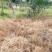 屠欢草甘膦三氯吡全新配方非耕地公路杂草灭生性除草剂
