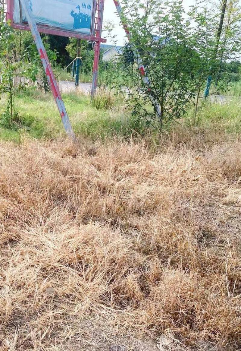 屠欢草甘膦三氯吡全新配方非耕地公路杂草灭生性除草剂