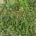 屠欢草甘膦三氯吡全新配方非耕地公路杂草灭生性除草剂