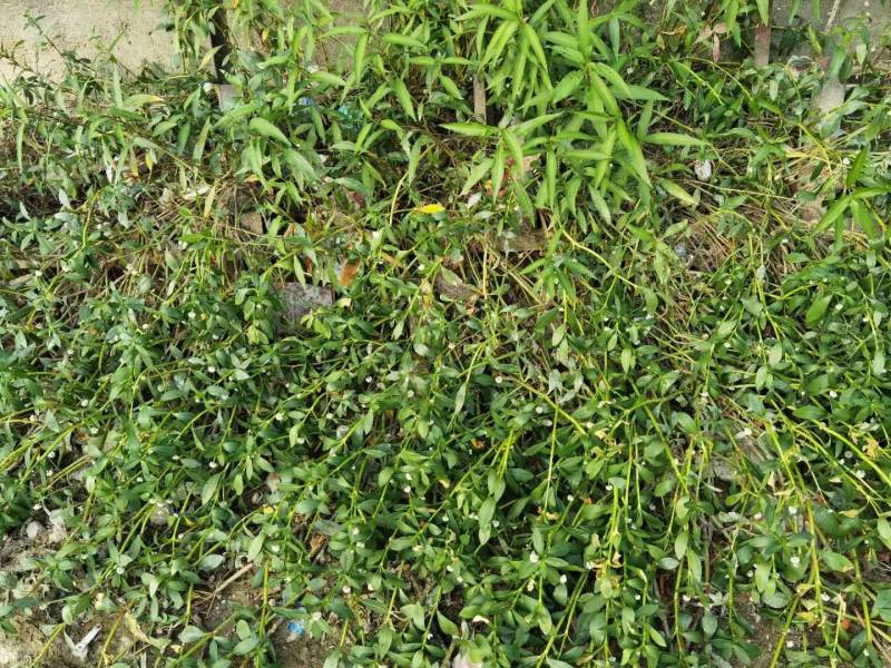 屠欢草甘膦三氯吡全新配方非耕地公路杂草灭生性除草剂