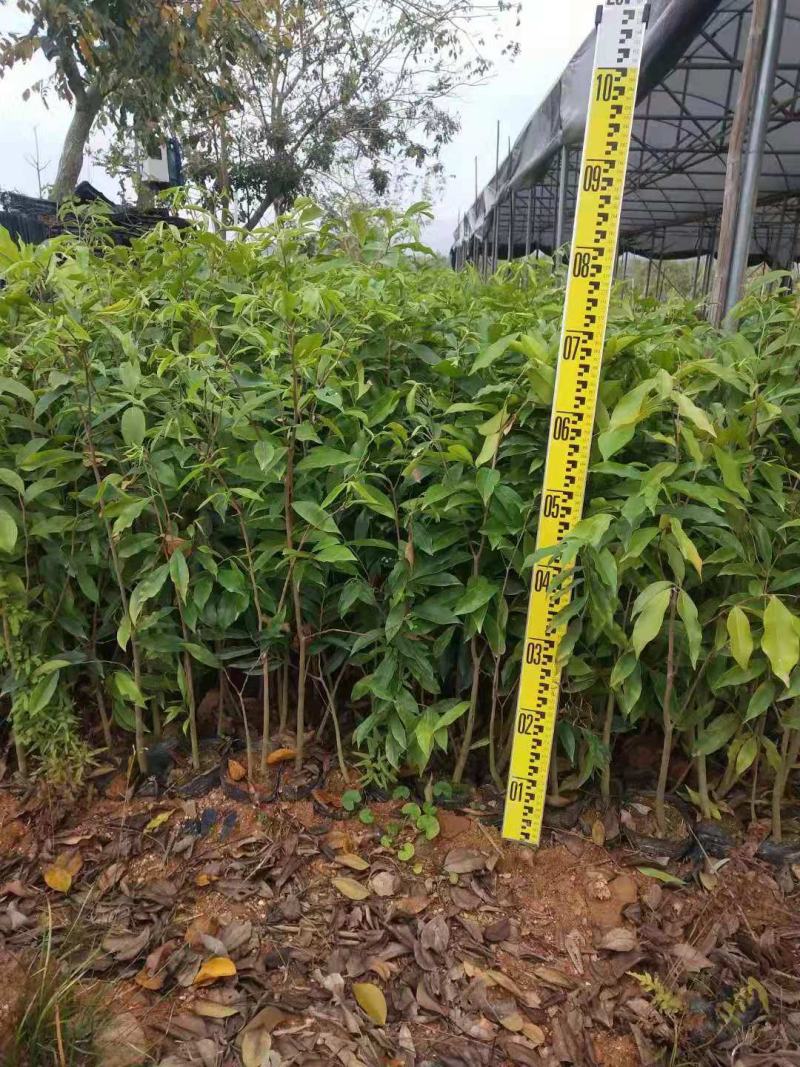 沉香/沉香树苗/种苗/苗木种苗/沉香树苗/林木树苗/绿化
