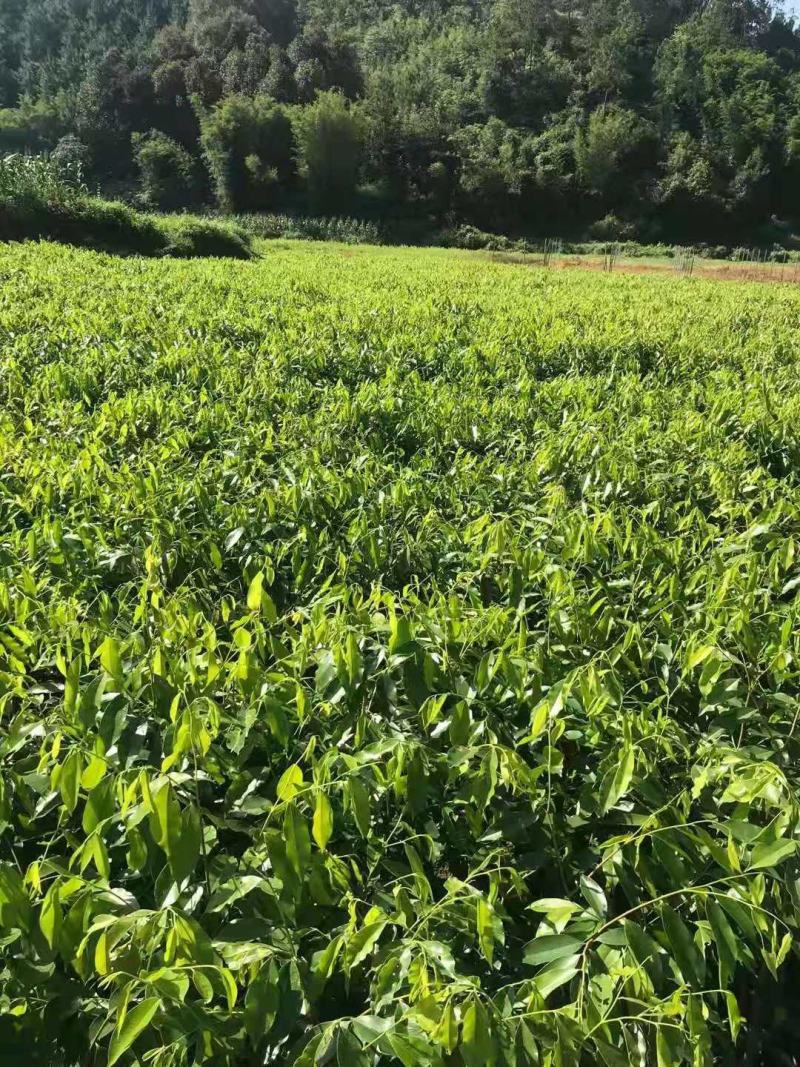沉香/沉香树苗/种苗/苗木种苗/沉香树苗/林木树苗/绿化